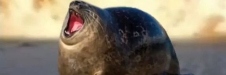 Navajas_uwu's profile banner image