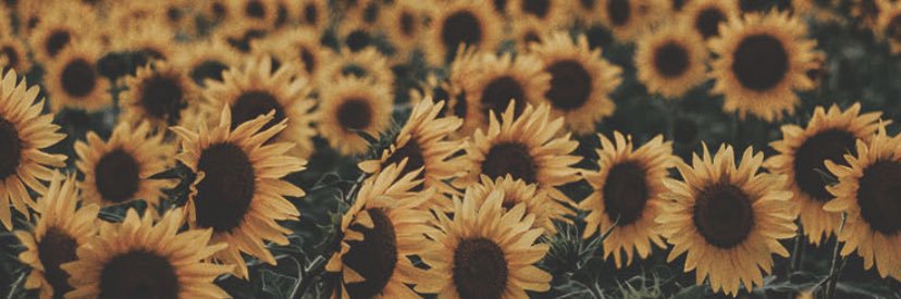 Brandy Ashmore banner