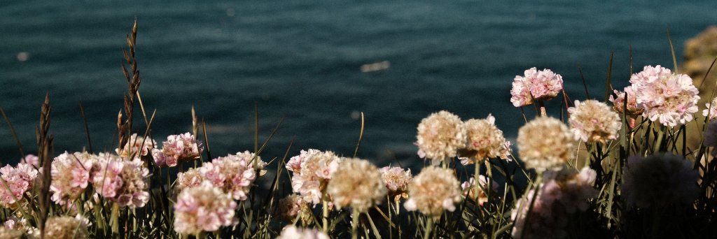 ohhpau's profile banner image
