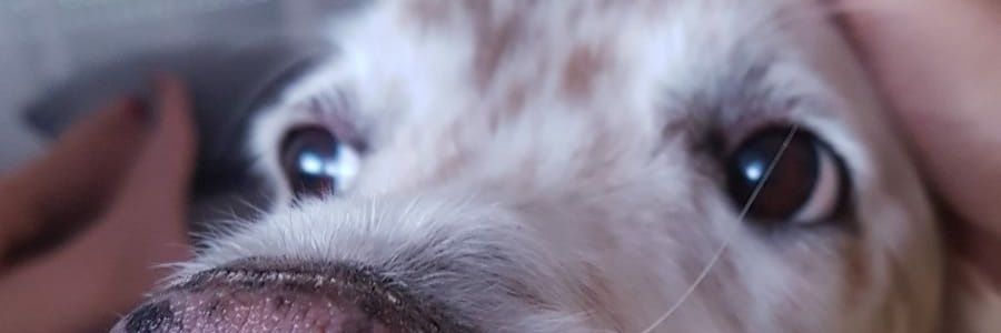 JoFaulhammer's profile banner image