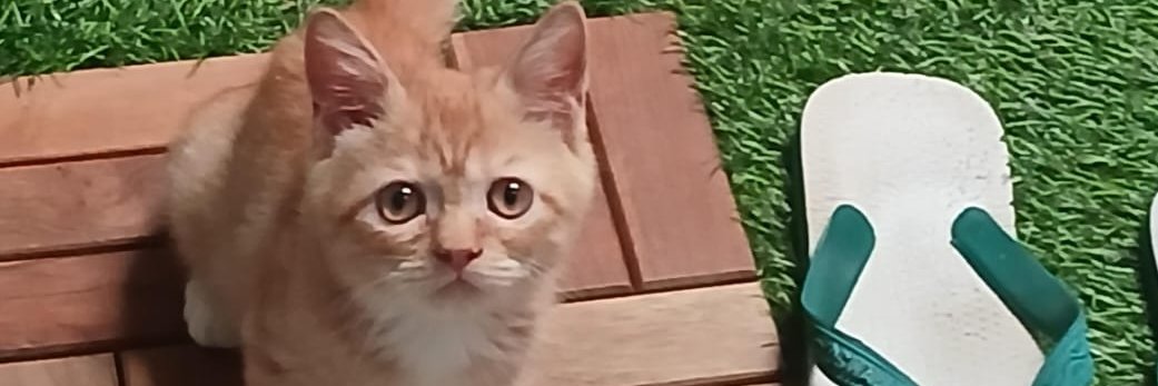 luvazra's profile banner image
