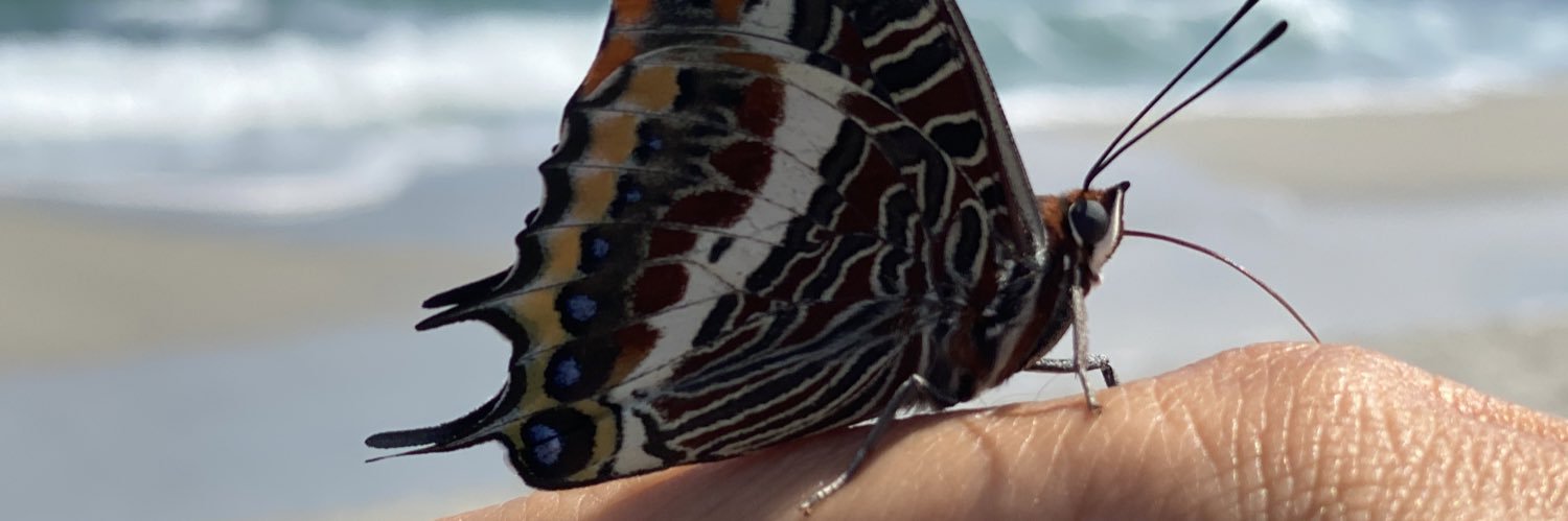 tzintzula's profile banner image