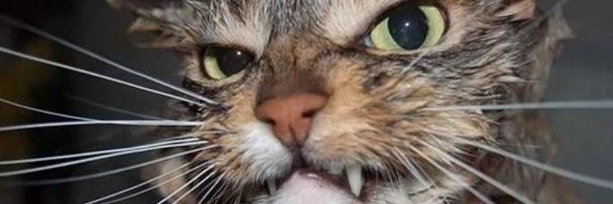 badfishie's profile banner image
