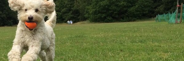 DaisyDuck2109 Profile Banner