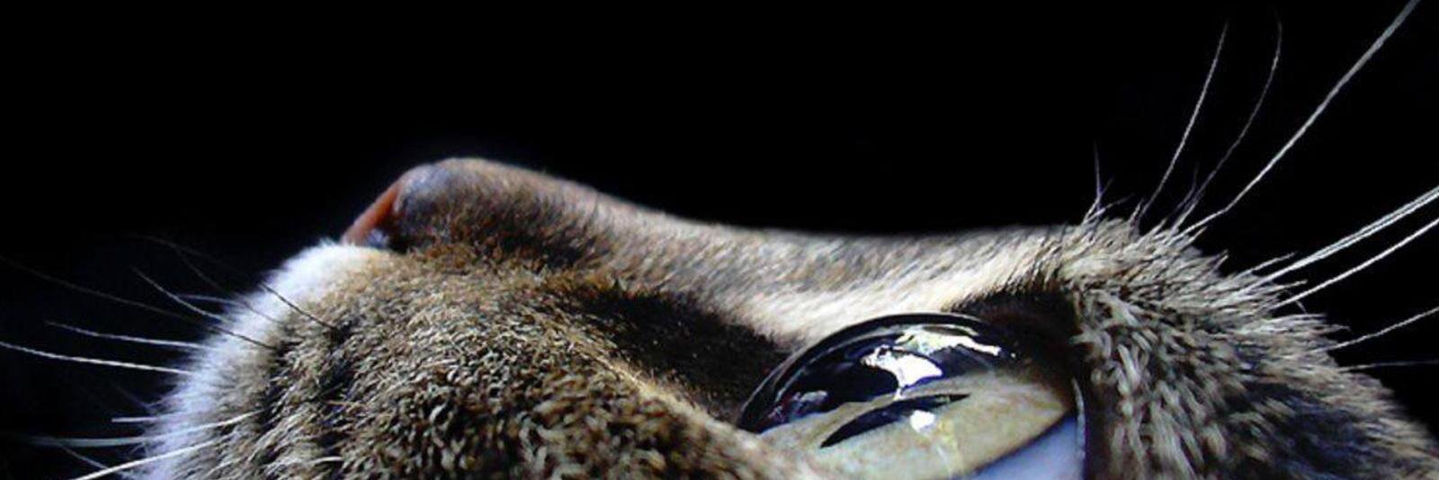 treenhe's profile banner image