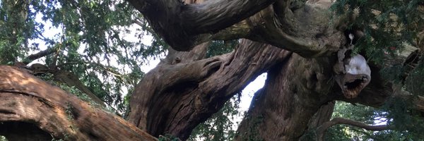 BOllerSalvia Profile Banner