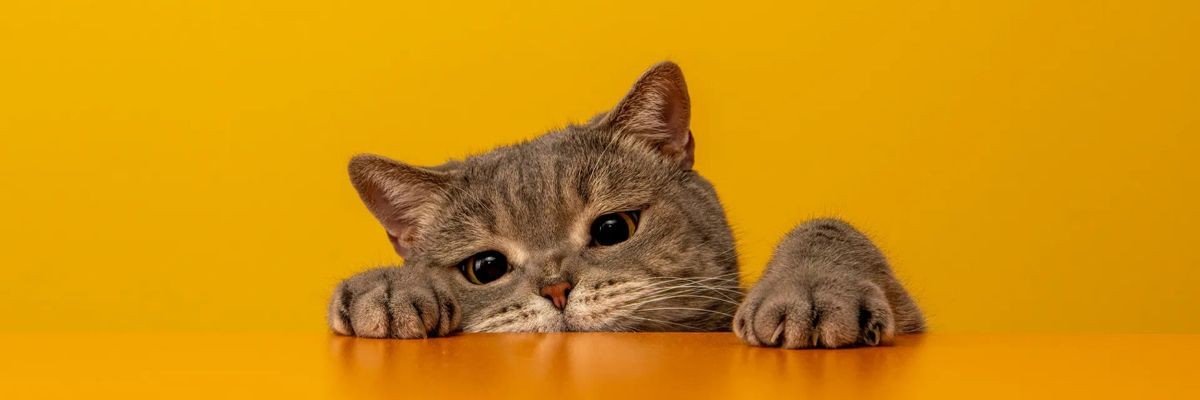 PurrShot's profile banner image