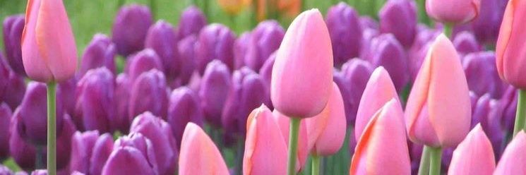 AliceGiammanco's profile banner image