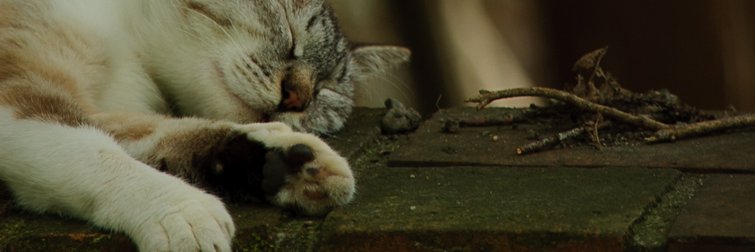 Zi_ek's profile banner image