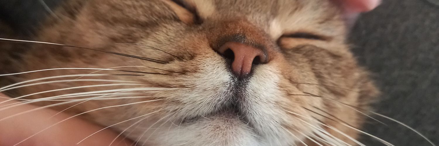 belzkrmn's profile banner image