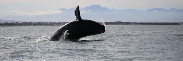 MRI_Whale_Unit Profile Banner