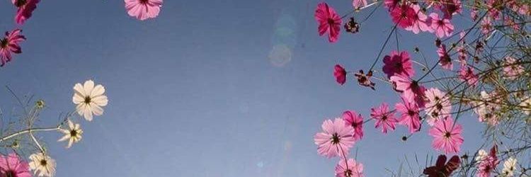 Pascale Beaubatie banner