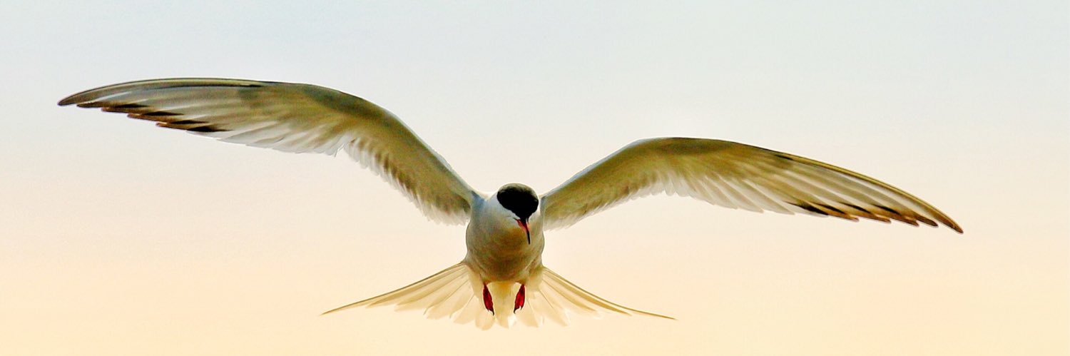 BirdingBadger's profile banner image