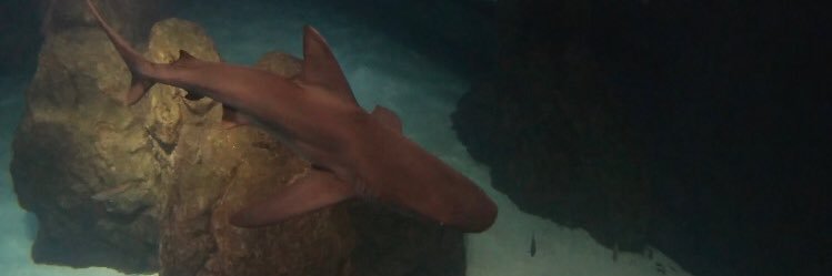 Dors 🦈 (JL) banner