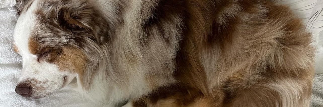 Witchy_Dog's profile banner image
