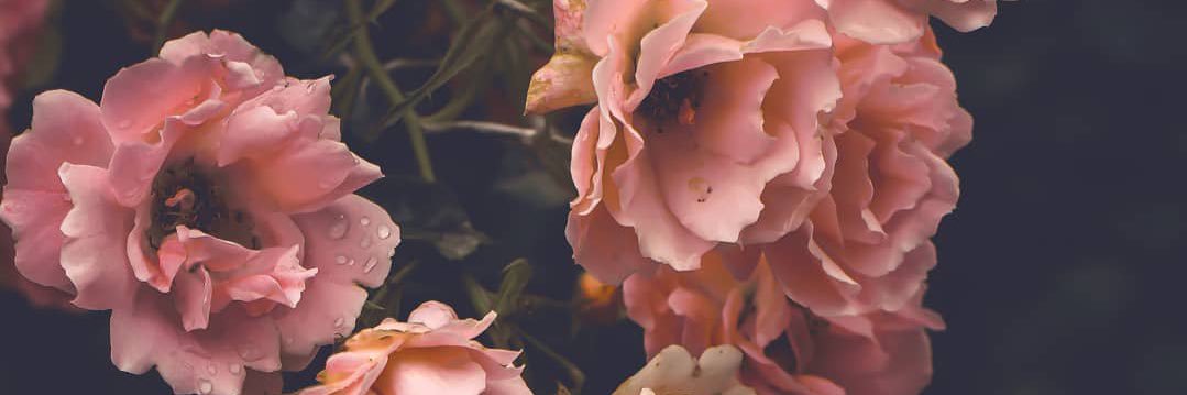 Amalia banner