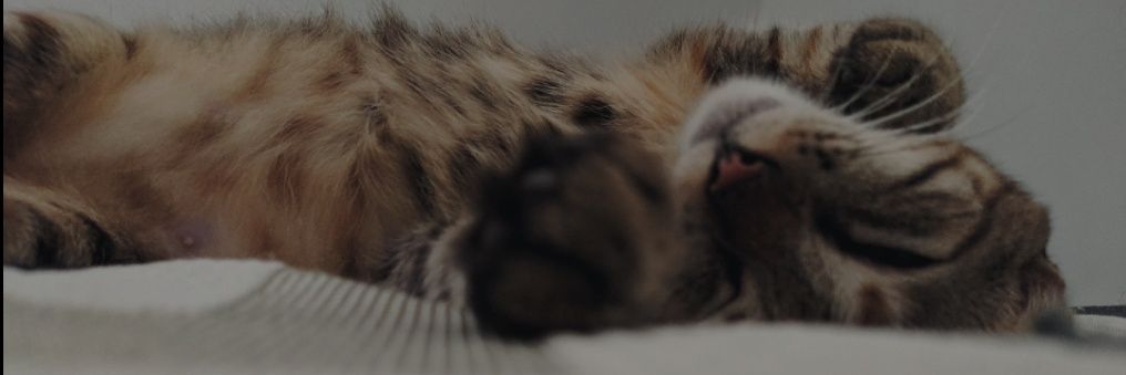 boutenttrain's profile banner image
