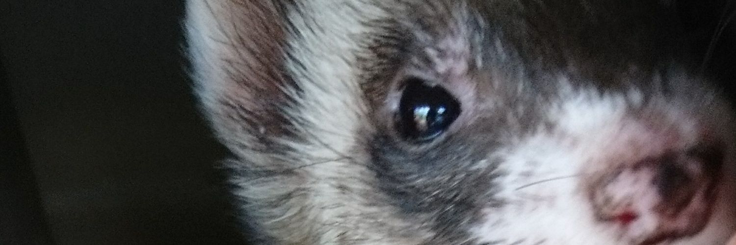 goosetree2's profile banner image