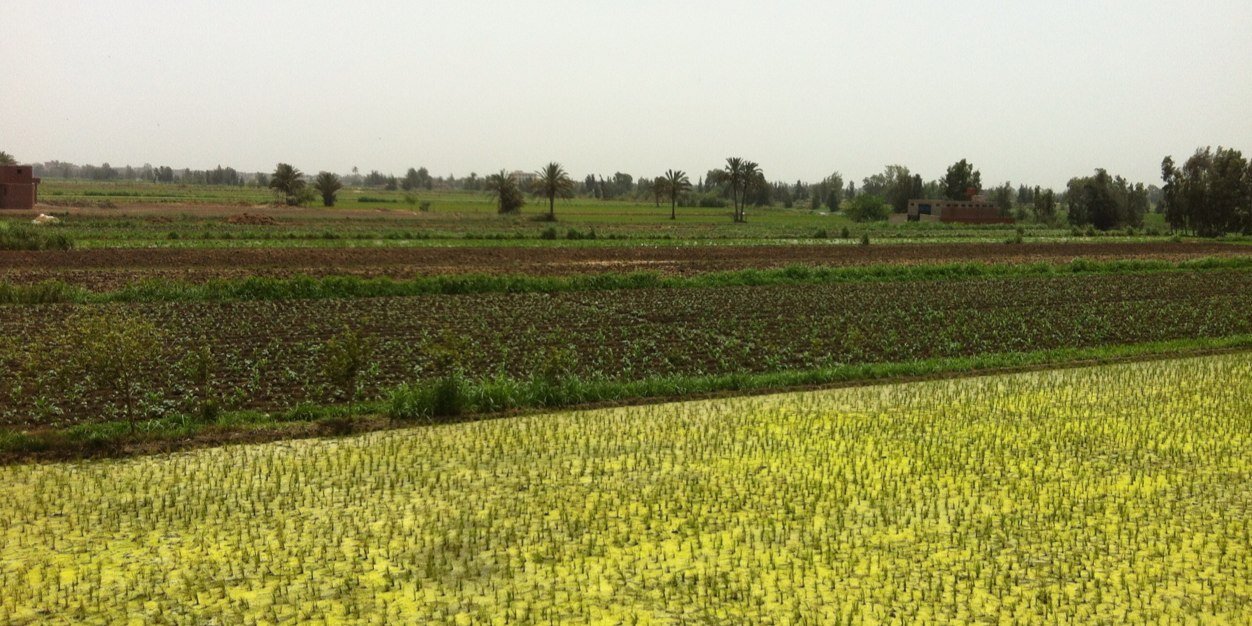 Abdullah's banner