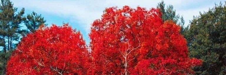 RaultAlex's profile banner image