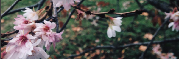 AdamoVictoria's profile banner image