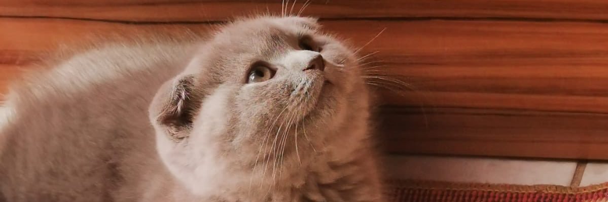 immiselios's profile banner image