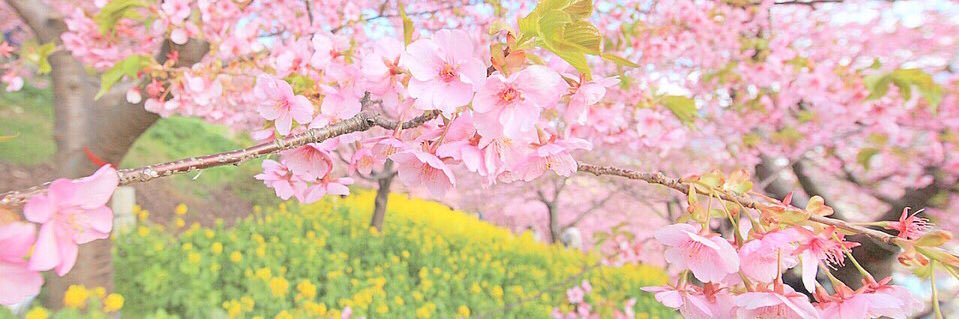 苔桃 banner
