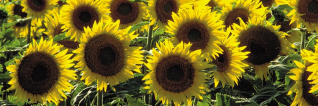 bethmclay's profile banner image