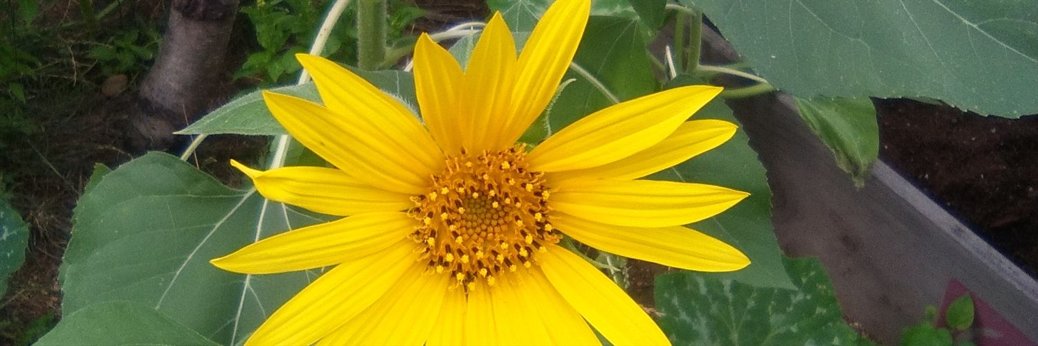 raquelsonica's profile banner image
