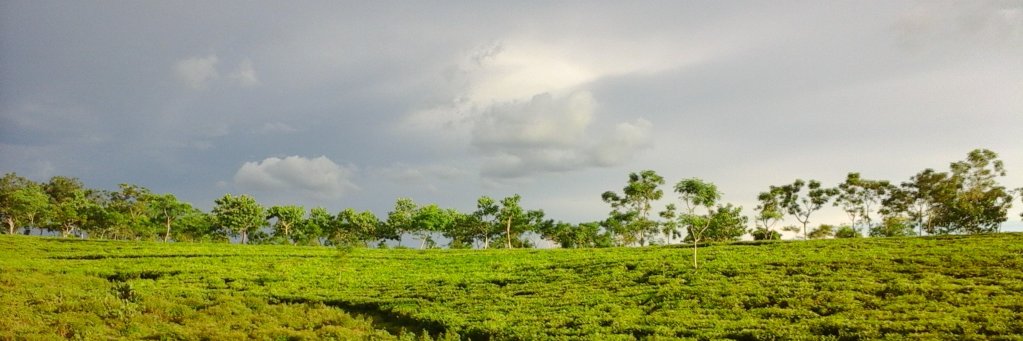 M Shafiqul Islam banner