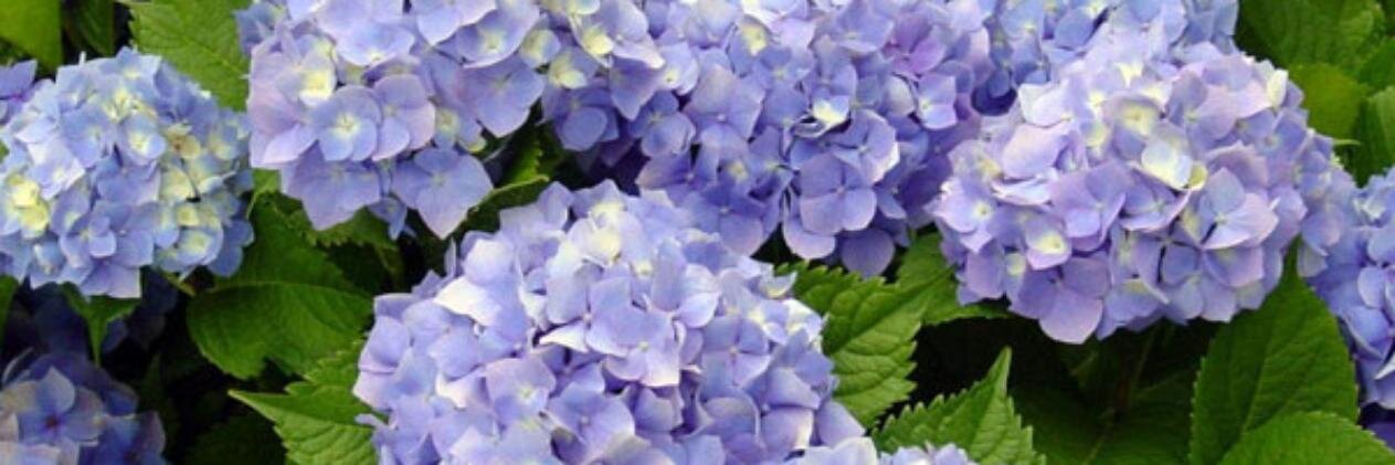 rocioalmenta's profile banner image