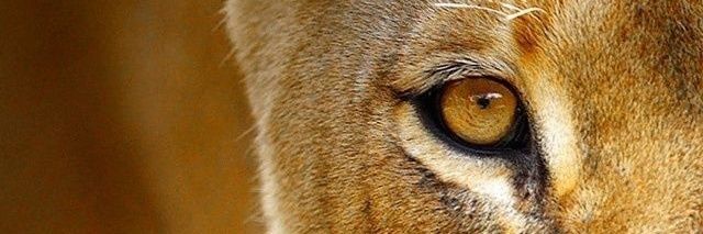 RoyalTryn's profile banner image