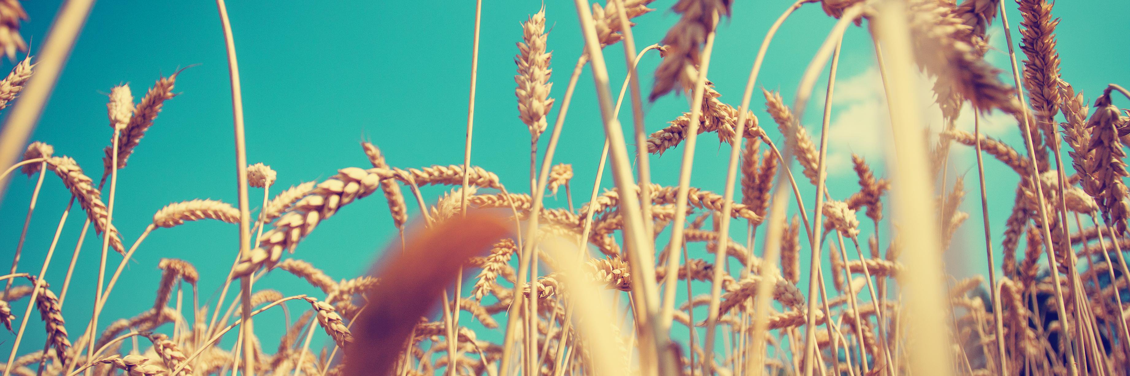 karadsensenig's profile banner image