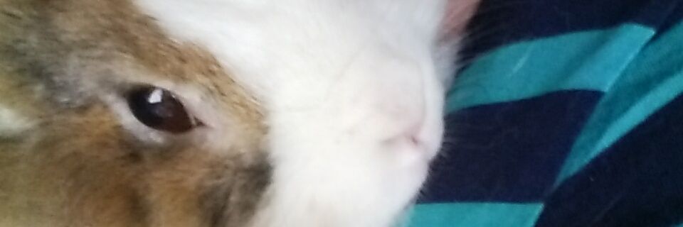 frauspeckel's profile banner image