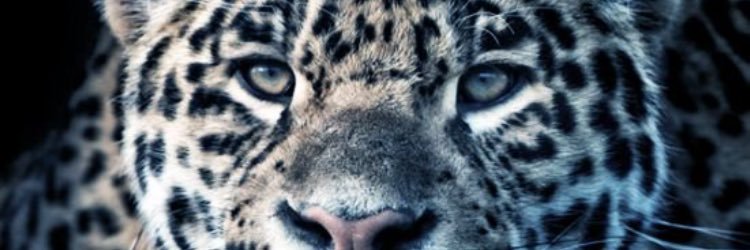 AyeeitsNancy's profile banner image