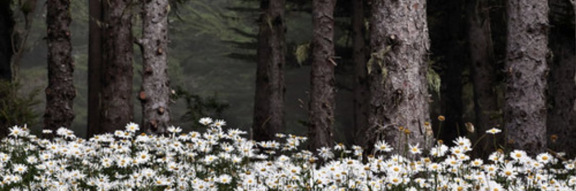 AbiPlacek's profile banner image