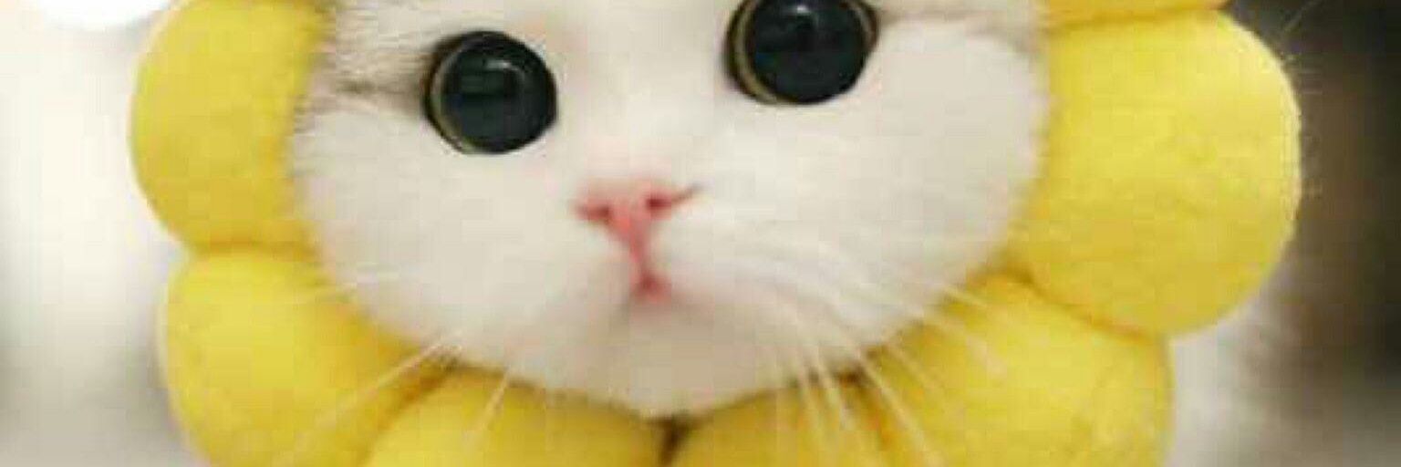 clementinabaron's profile banner image