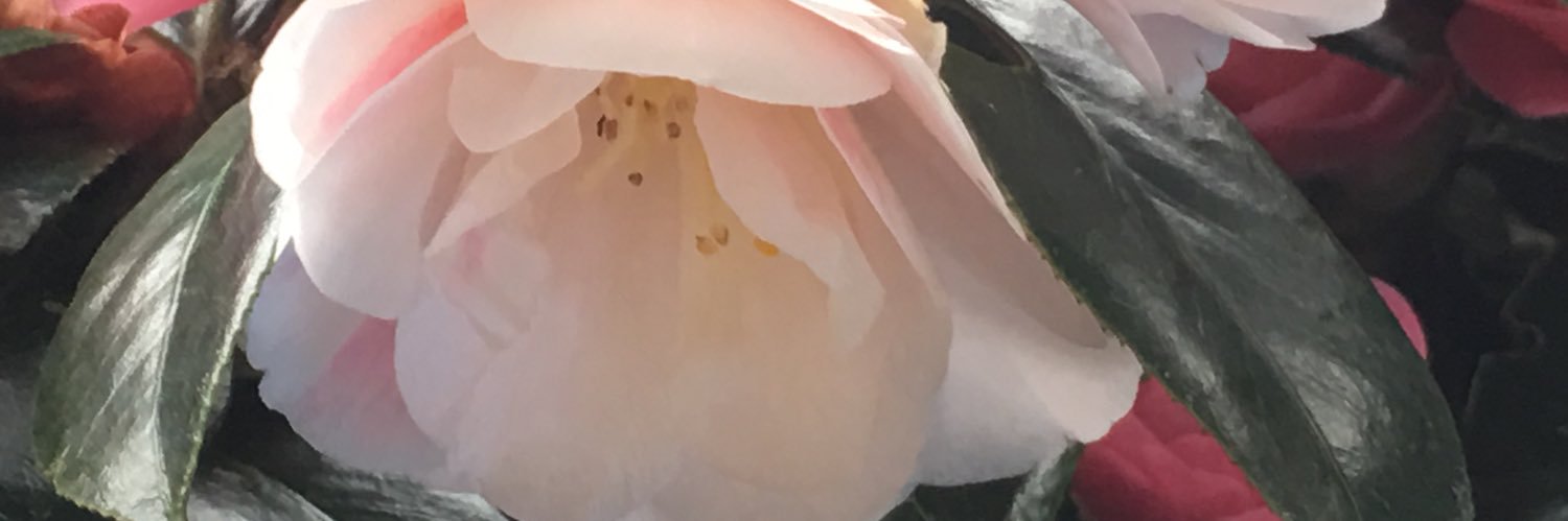 fooldestiny's profile banner image