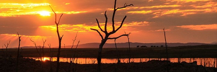 Carla 🌻🐝 banner