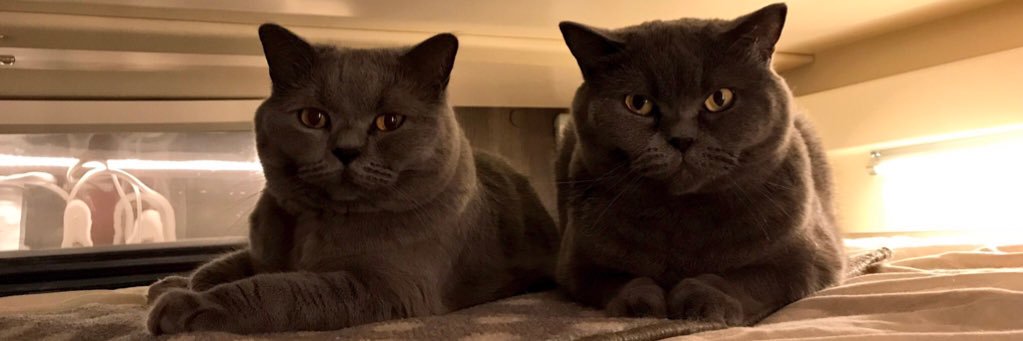 Dolly and Tali banner