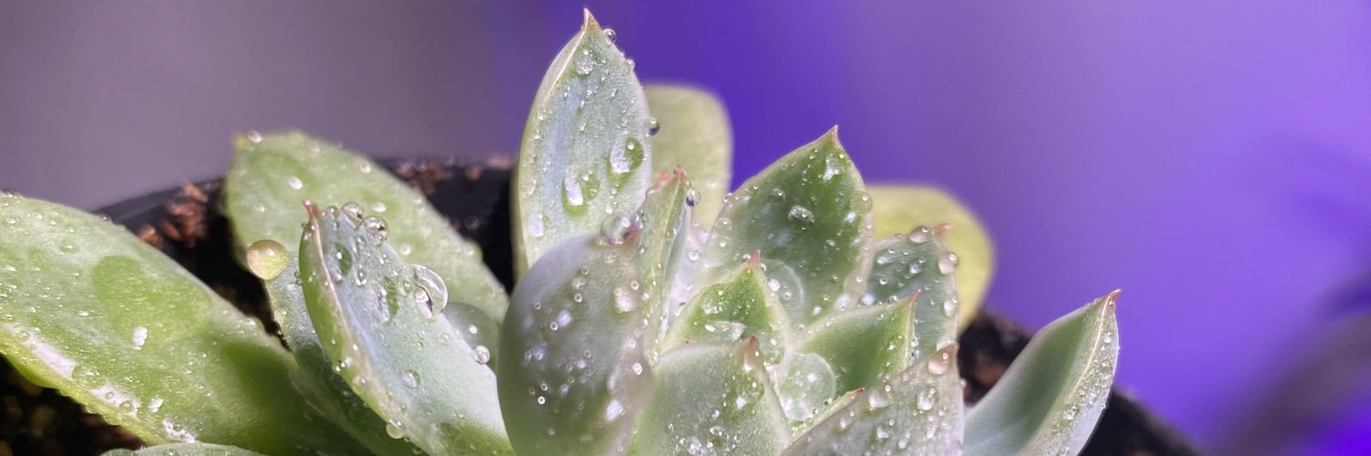 💜 The Boo 💜 banner