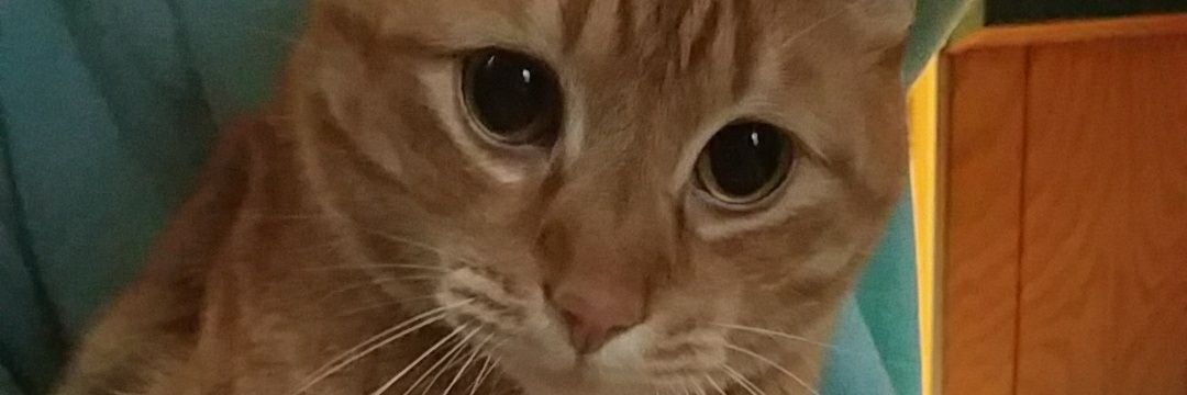 cornycobby's profile banner image