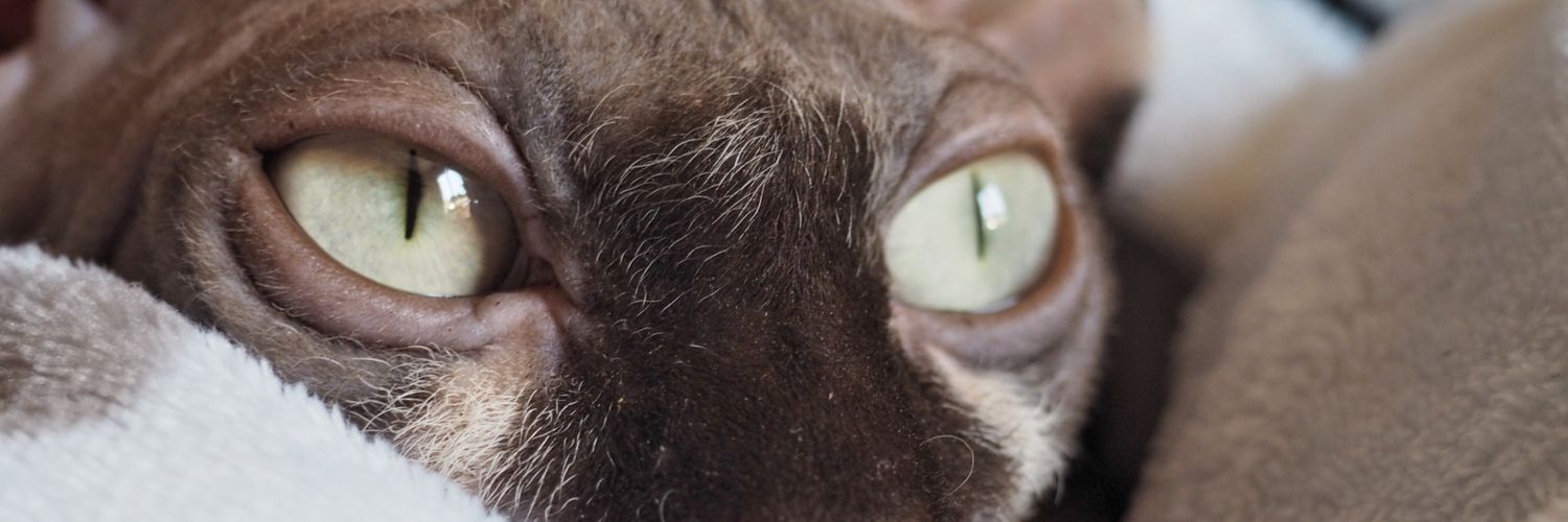 RaquelTajada25's profile banner image