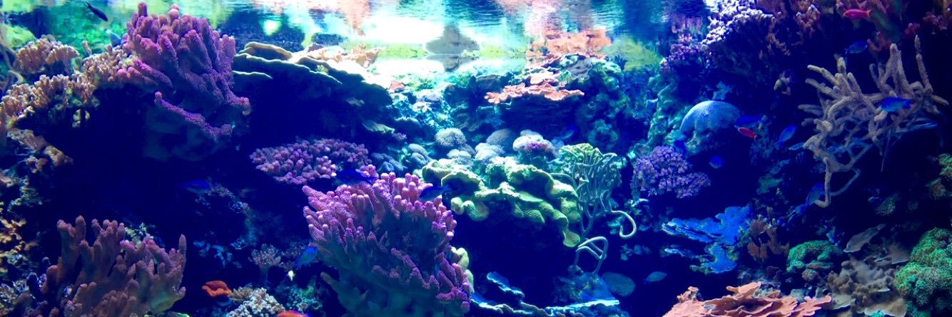 Bluee_Mermaid's profile banner image