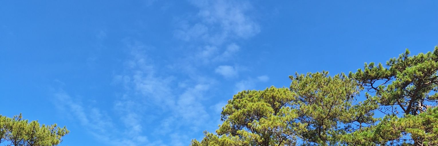 fiidess's profile banner image