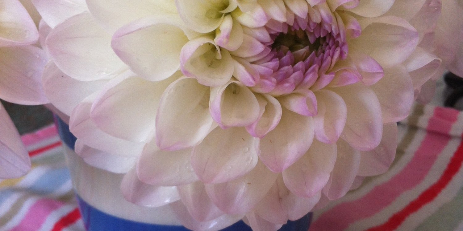 Elspeth McGloughlin banner