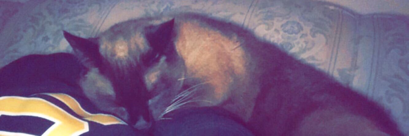 HotCatMama's profile banner image