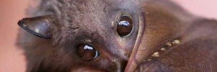 ThePiercedBat's profile banner image