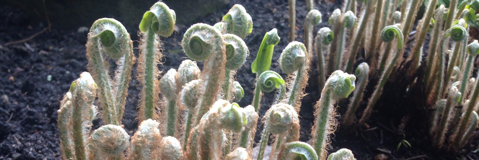 Dr. Senna Thornton-Barnett banner