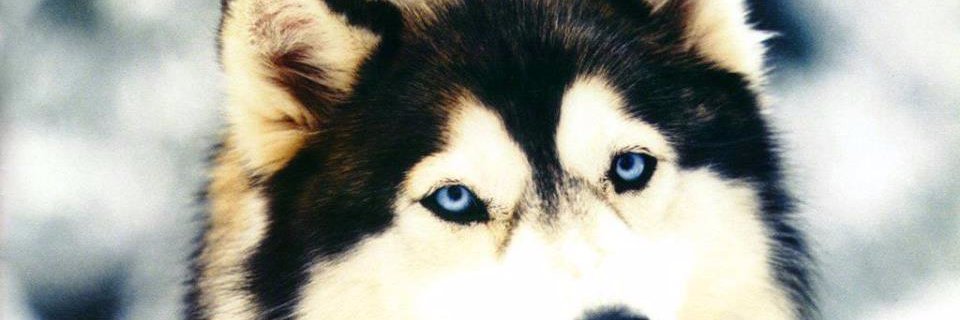 ChemsEddouha's profile banner image